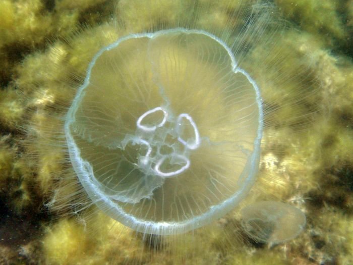 Медуза аурелия в Черном море