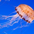 Опасность укуса медузы: первая помощь при ожогах