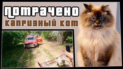 Капризный кот | ПОТРАЧЕНО видео