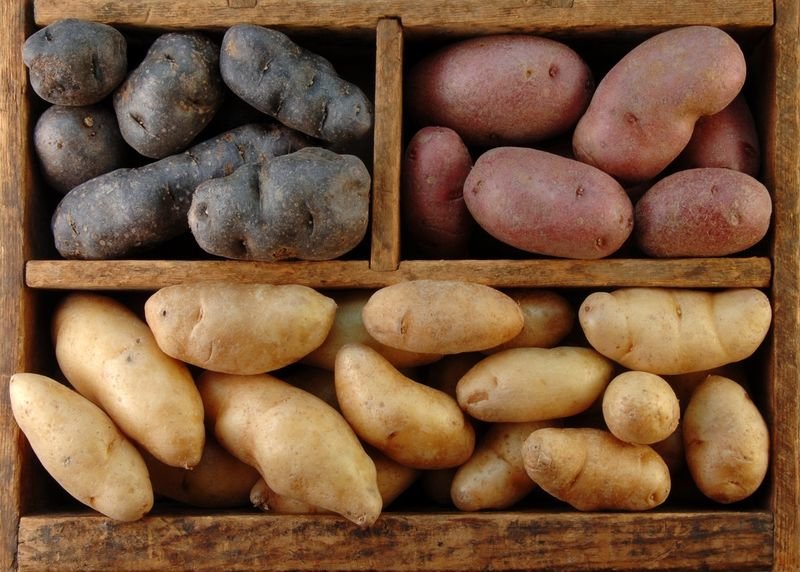 Разные сорта картошки