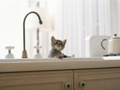 Проще, чем кажется: как лучше мыть котёнка