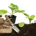 Как вырастить дома рассаду капусты: залог успеха