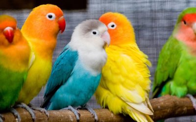 Как научить волнистого попугая говорить быстро и правильно